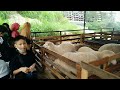 Ladang Kambing Biri Biri Cameron Highland