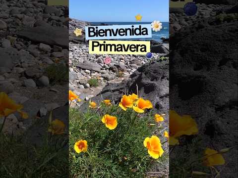 Bienvenida Primavera en Punta Pita 🌻🏵🌼
