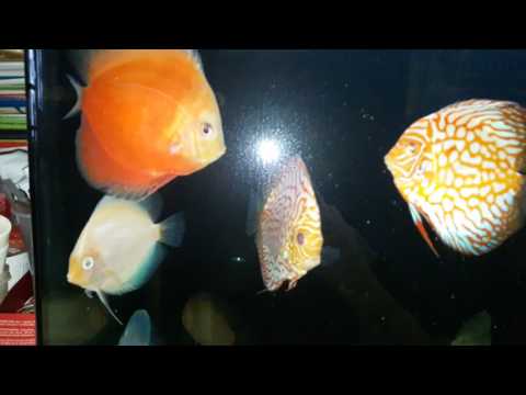 Arowana and discus fish tank