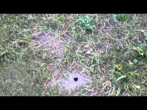 Osy - gniazdo w ziemi