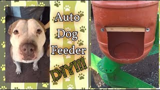Automatic Dog Feeder