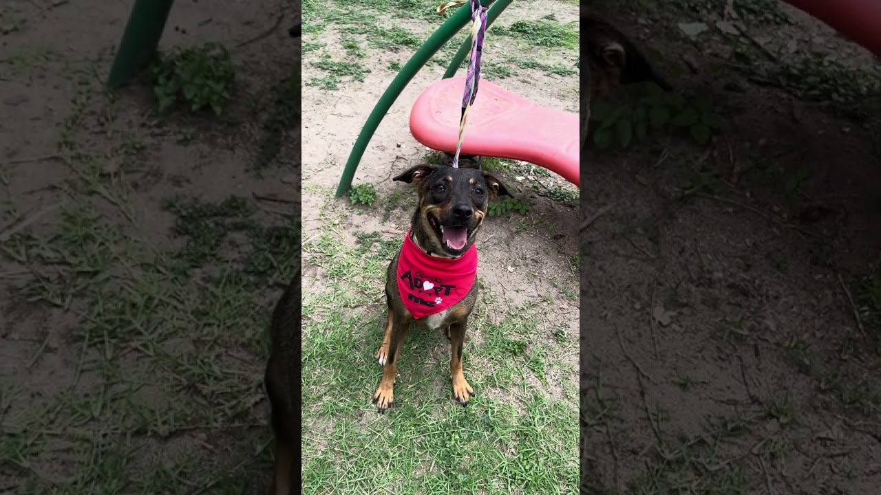 Enlarge Lizzie, a Adoptable mixed breed in Gig Harbor, WA video 6/6