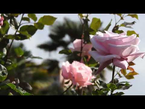 Cântare creștină cu versuri "Tu ești mai presus de lumină" - Mariana Someșan