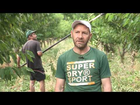 Imamo rešenje ep. 109 05.07.2021. Zelena rezidba trešnje, letnja rezidba