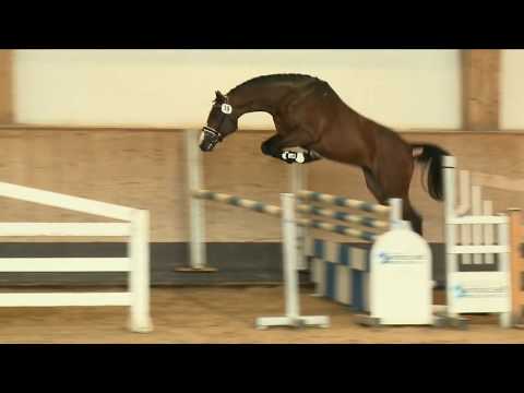 KN 7: Chin Champ x Casall