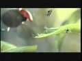 A Bug S Life Trailer