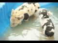 Kunekune Schweine Als Familienhaustiere