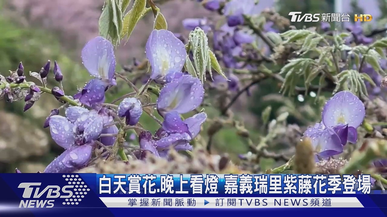 影音／白天賞花夜晚看燈！2026嘉義瑞里紫藤花季開跑　串聯燈會推慢旅