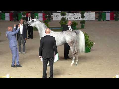 N.87 MASAI MONISCIONE - Italian Nationals 2018 - 4-6 Years Old Stallions (Class 10)