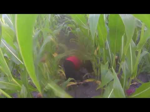 Nachsuche auf einen Bock in der Blattzeit.