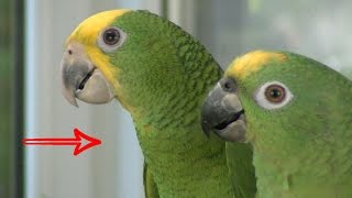 Jak rozpoznać najlepiej gadającą papugę?