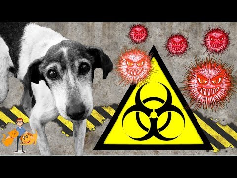 The Antibiotic Apocalypse (antibiotic resistance in pets)