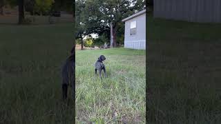 Weimaraner Puppies Videos