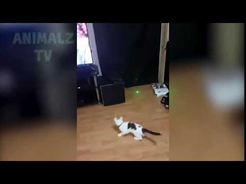 🐶🐯 ¡LOS ANIMALES DIVERTIDOS FALLAN! 🦍🐒