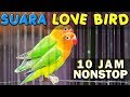 10 JAM NONSTOP SUARA KICAU BURUNG LOVE BIRD LAKBET LABET GACOR