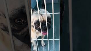 Video preview image #1 Pug Puppy For Sale in Pasadena, CA, USA