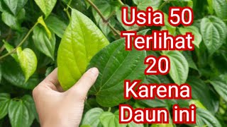 Download lagu Gunakan Daun ini Sekarang!!! Lebaran Bakal Terlihat Muda dan Glowing mp3