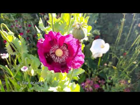 Bijen en Hommels zijn blij met deze wilde bloementuin , live video door Tine de Jong
