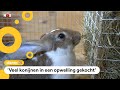 Opvang zit stampvol met konijnen en cavia's
