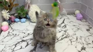 ミヌエットの動画01