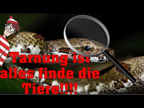 Tarnung ist Alles, wo sind die Tiere ??????(hide and seek)