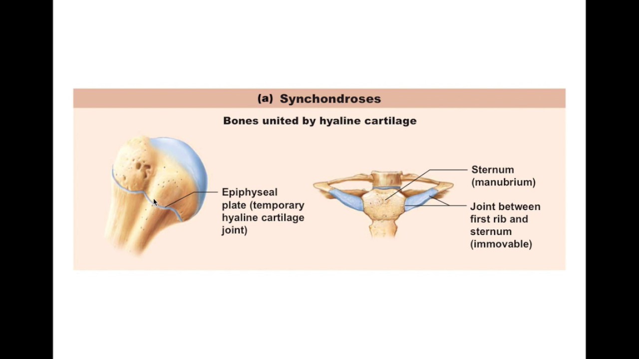 Chapter 8.3 Cartilaginous Joints BIO201
