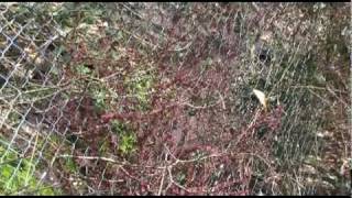 Wollaston Canals and Woods April 4th 2010 - Music Apple Pie Bed by Lawrence Arabia