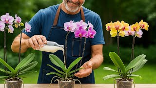 This Miracle Water Makes Orchids Regrow Roots Immediately