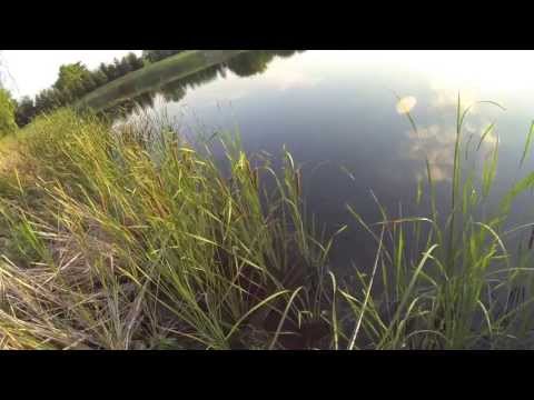 Pond Bassin with a surprise walleye and catfish 7/23/13