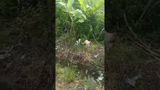 Download lagu anak tetangga di perkosa di hutan mp3