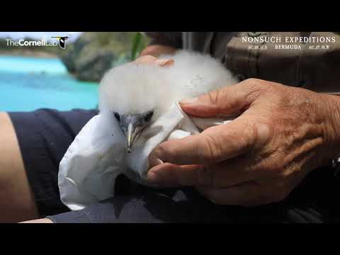 May 14th Tropicbird Cam Nest Check