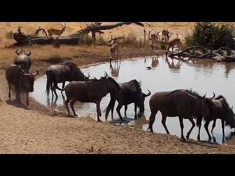 Djuma: Wildebeests and Impalas - 11:40 - 09/05/19