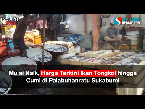 Mulai Naik, Harga Terkini Ikan Tongkol hingga Cumi di Palabuhanratu Sukabumi