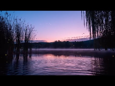 Calm Lake Soundscape LIVE — Sleep, Relax, Meditate | Stillframe