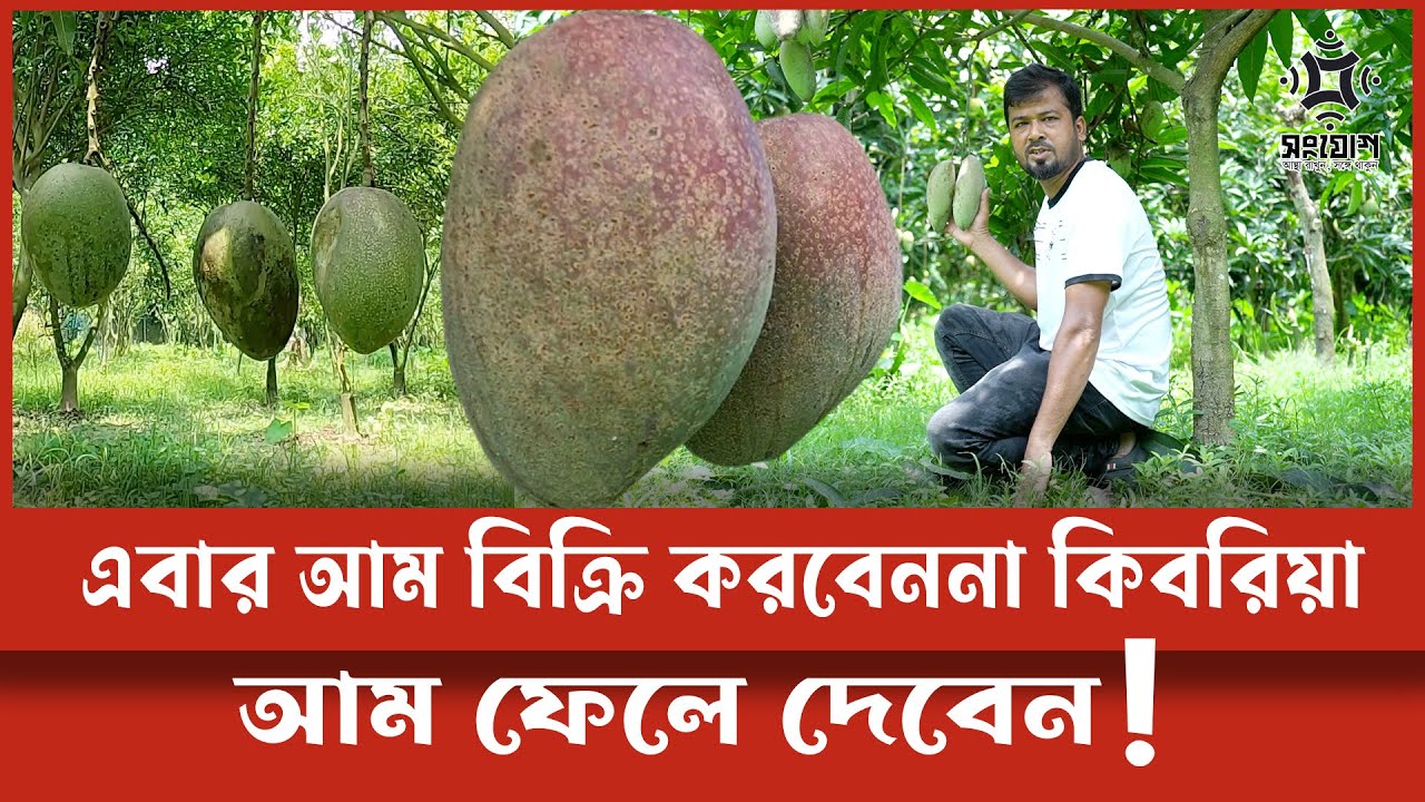 আম নিয়ে এবার ভীন্ন ভাবনা কিবরিয়ার