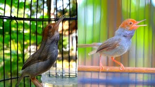 Download lagu Prenjak betina VS Prenjak Jantan ‼️Ampuh Dongkrak Emosi Burung Macet Bunyi #part7 mp3 Download lagu Prenjak betina VS Prenjak Jantan ‼️Ampuh Dongkrak Emosi Burung Macet Bunyi #part7 mp3