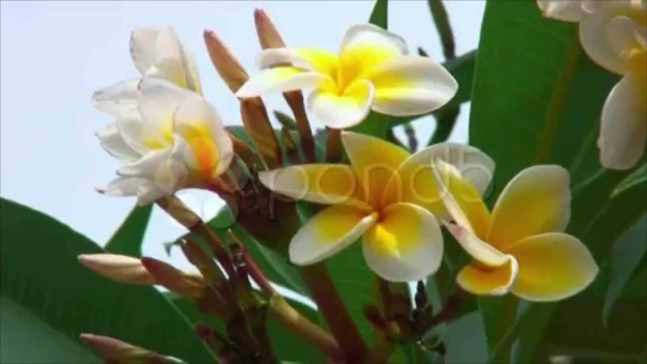 Frangipani Flowers. Stock Footage