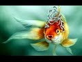 Золотая рыбка. Три желания. Геннадий Балашов 