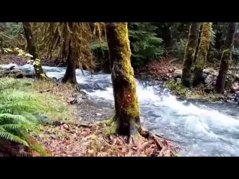 Lilliwaup Creek Mason County Washington