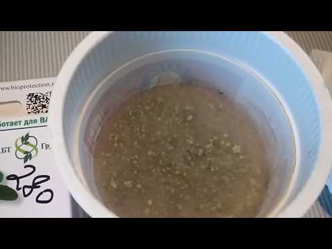 Триходерма домашняя.