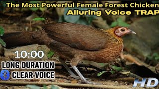 Download lagu Suara Baru Ayam Hutan untuk Memancing || Perangkap Suara Ayam 100% Efektif mp3