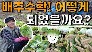 김장배추 수확! 결과는? - 귀농귀촌 텃밭농사 Cabbage harvest
