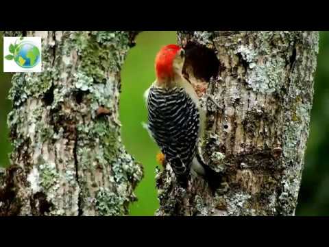Woodpecker. Picidae