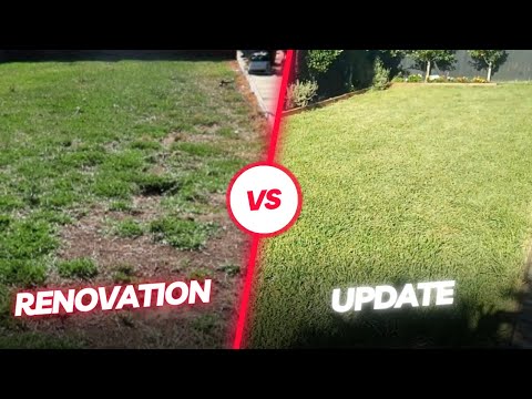 How I renovated and repaired my Sir Walter Buffalo Lawn - Update