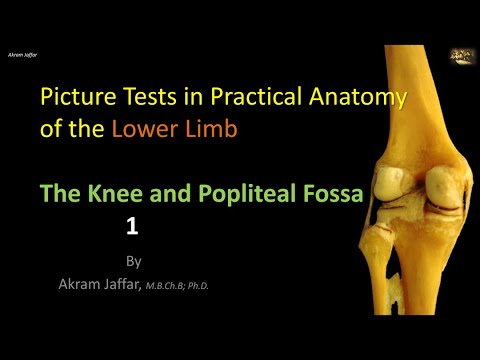 Picture tests in Anatomy Lower Limb Knee and Popliteal Fossa 1
