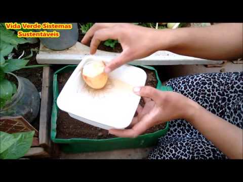 download lagu mp3 mp4 Cebola De Cabea, download lagu Cebola De Cabea gratis, unduh video klip Cebola De Cabea