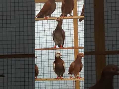 Naim Bhai ke gole kabutar