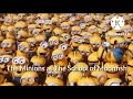 Finding Eliot Kid Finding Nemo Cast Video Requested By Rodneyfoleni9163