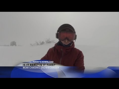 Is the bear snowboarder video fake?