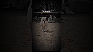 Download lagu Story keren🔥kutipan inspirasi@EmRuudstory #storywa #motivation #animals #shorts #youtubeshorts mp3